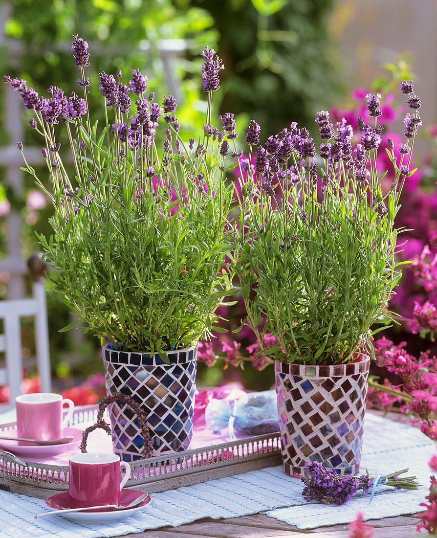 Two mosaic pots of lavender