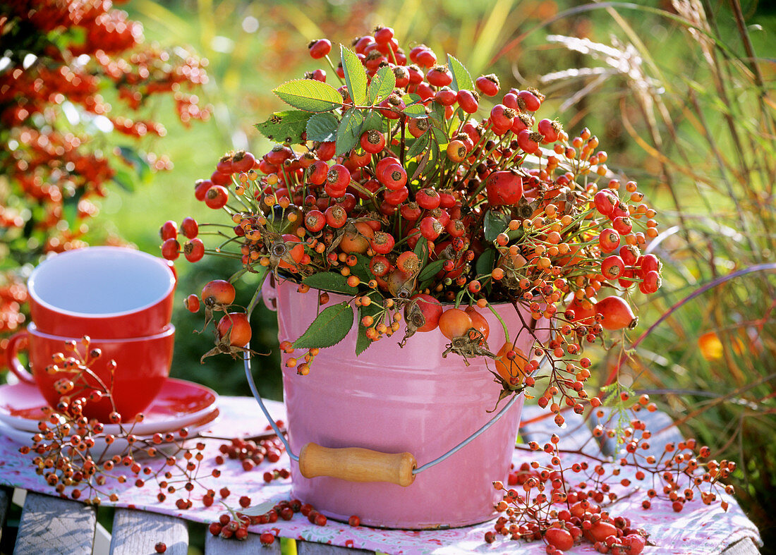 Various types of rose hip in a pink bucket