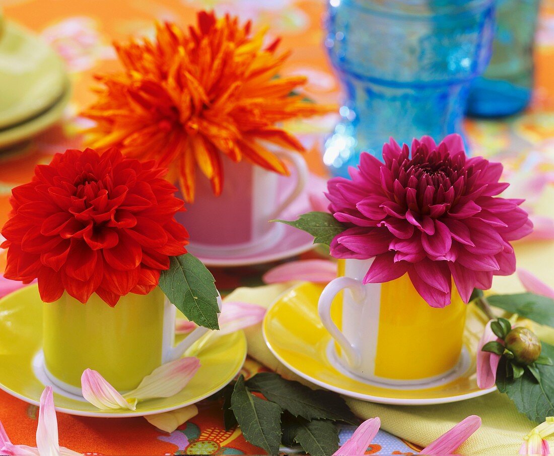 Dahlias in small cups and saucers