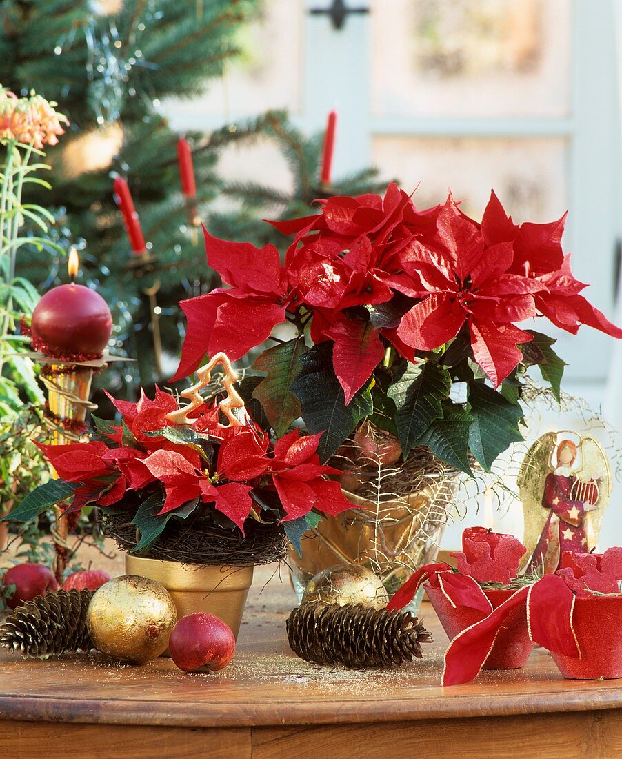 Poinsettias with Advent decorations