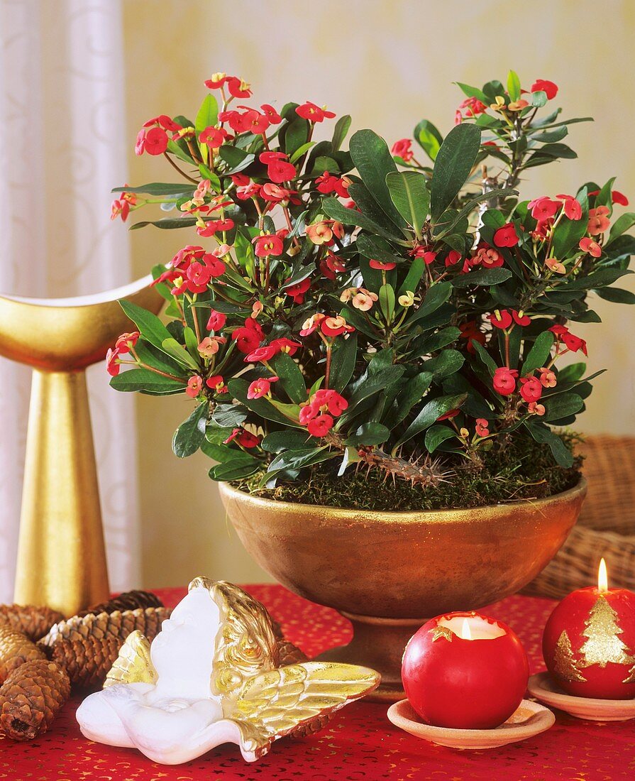 Crown of Thorns plant with Christmas decorations
