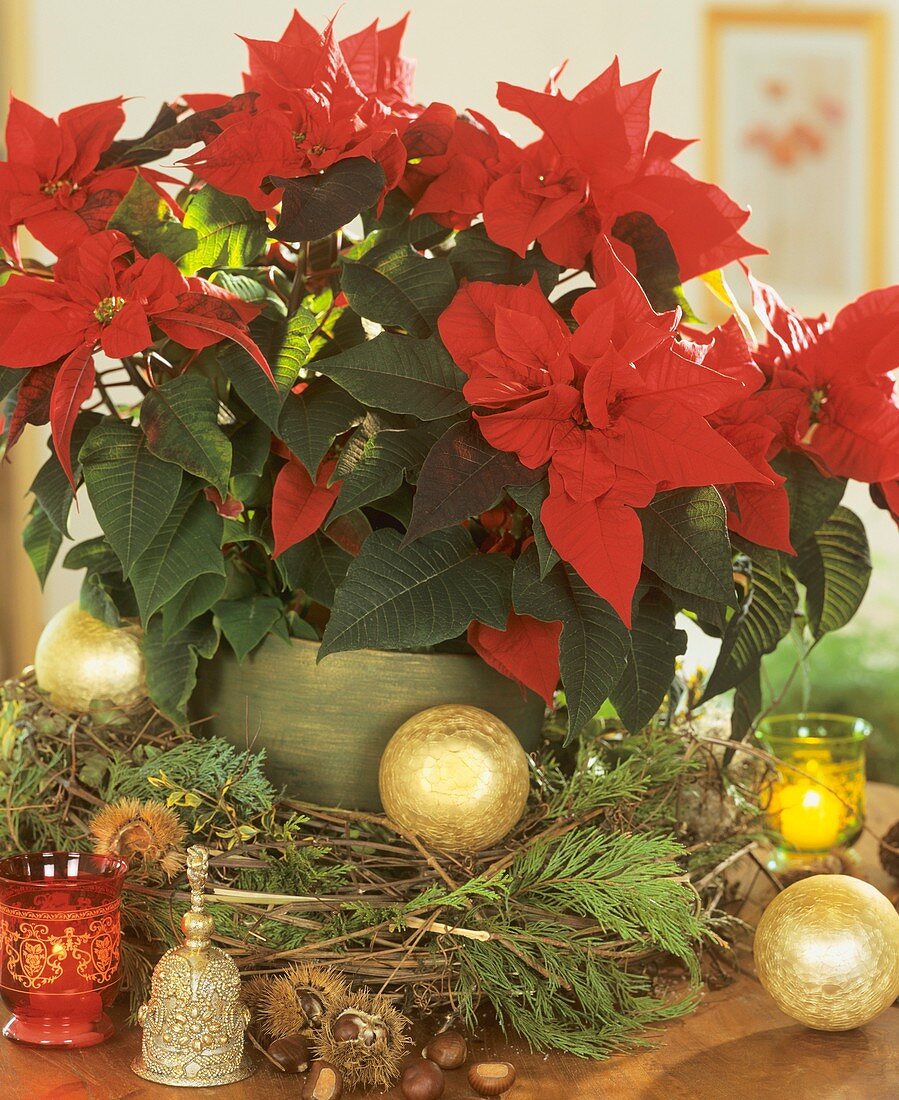 Poinsettia with wreath of Clematis vines & false cypress