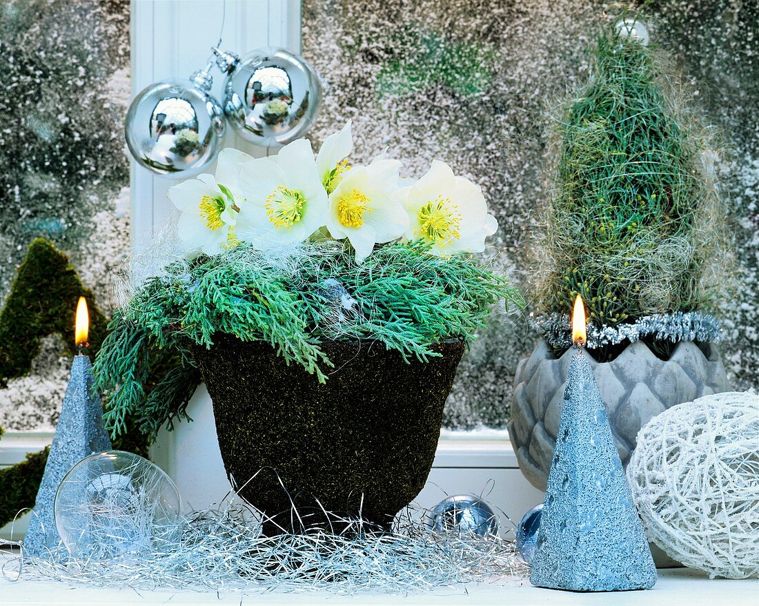 Winterliche Dekoration mit Christrosen und Zypressenzweigen