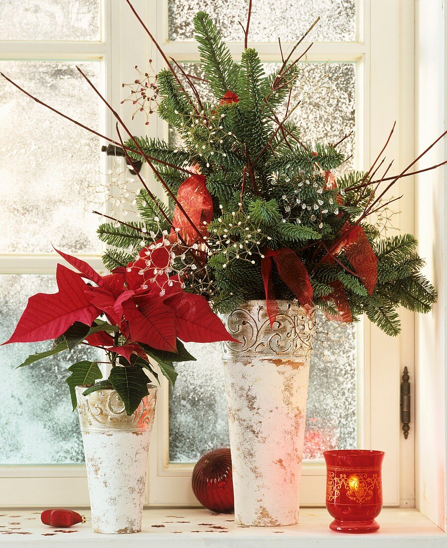 Poinsettia and arrangement of Noble fir at window