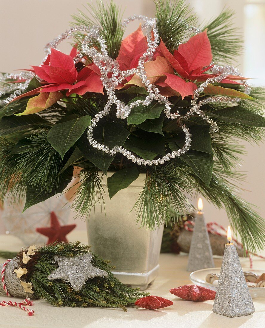 Arrangement of Poinsettia, pine branches and silver garland
