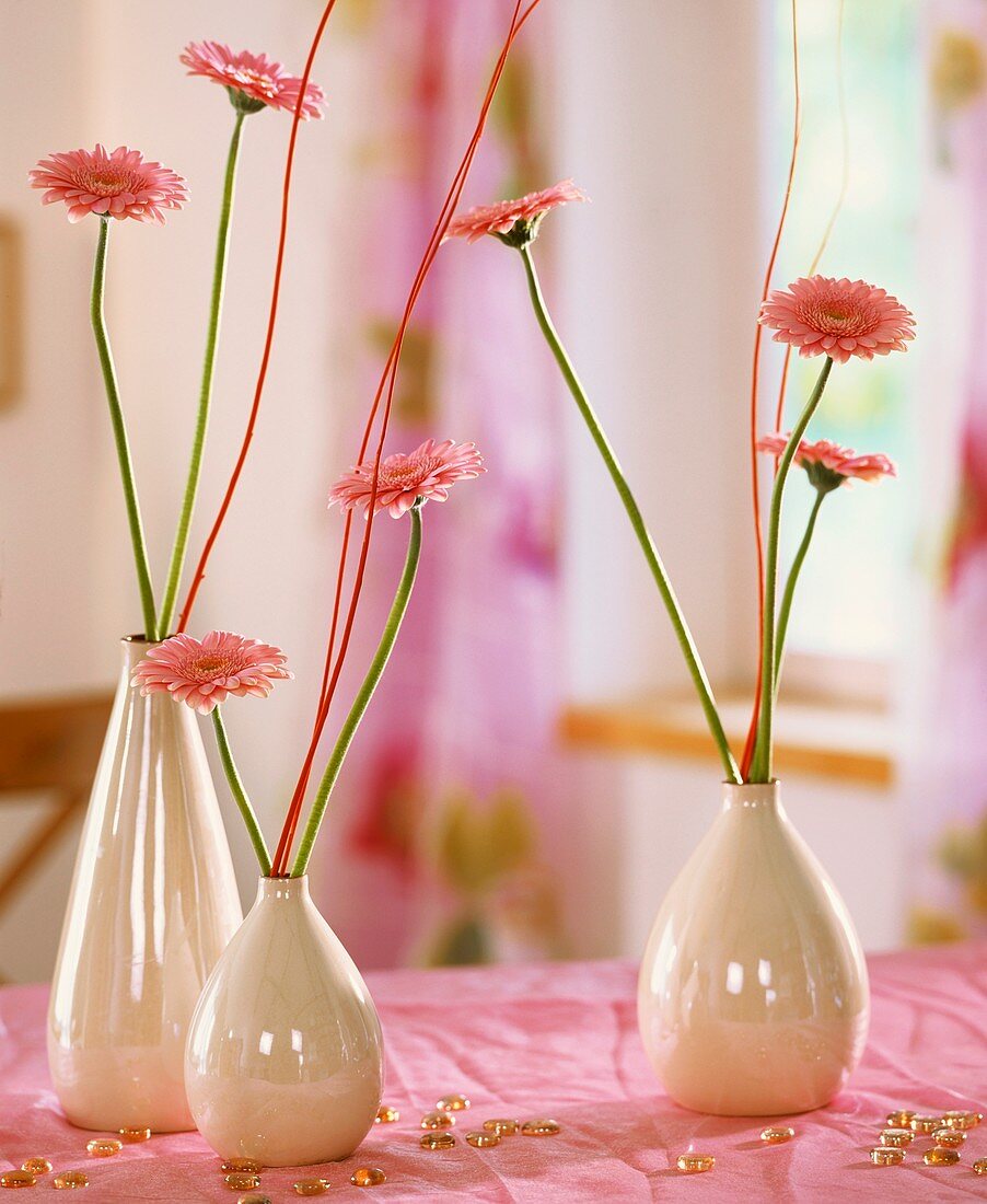 Gerberablüten in weissen Vasen