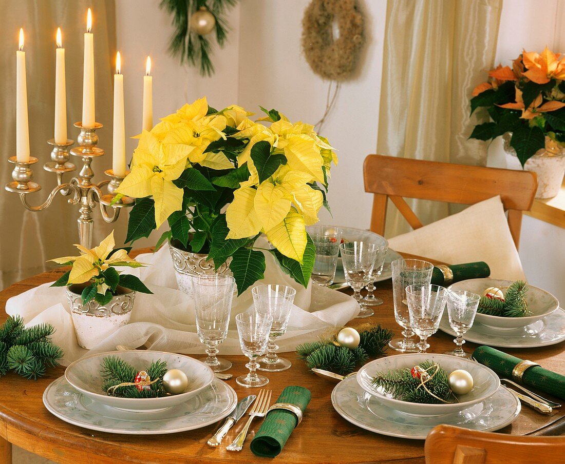 Festive table with poinsettia