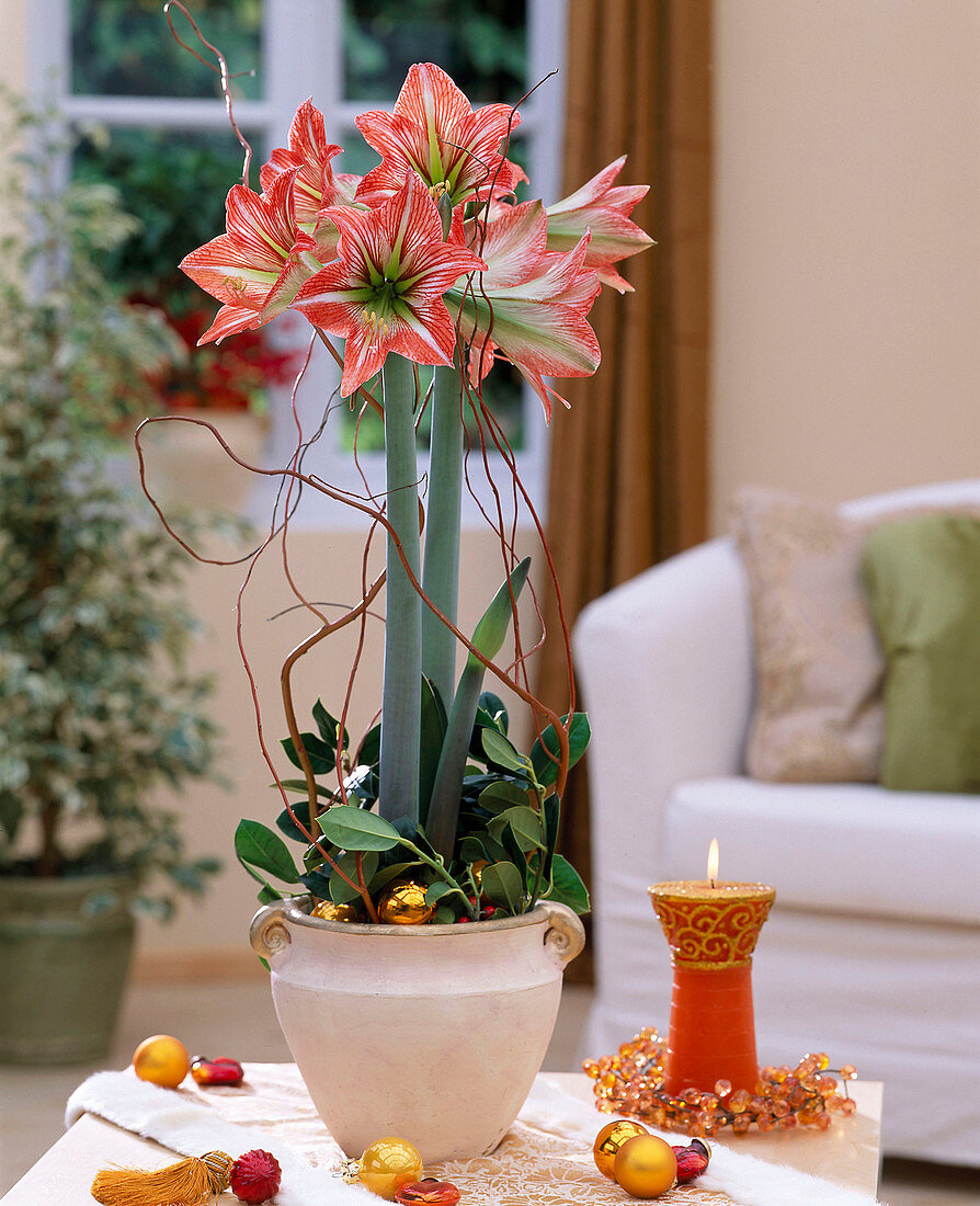 Amaryllis mit Weihnachtskugeln und Kerze