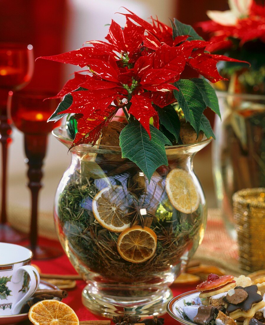Weihnachtsstern in Glasvase mit Moos, Orangenscheiben & Zimt
