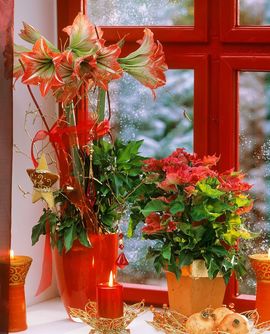 Amaryllis und Weihnachtsstern als Fensterdeko