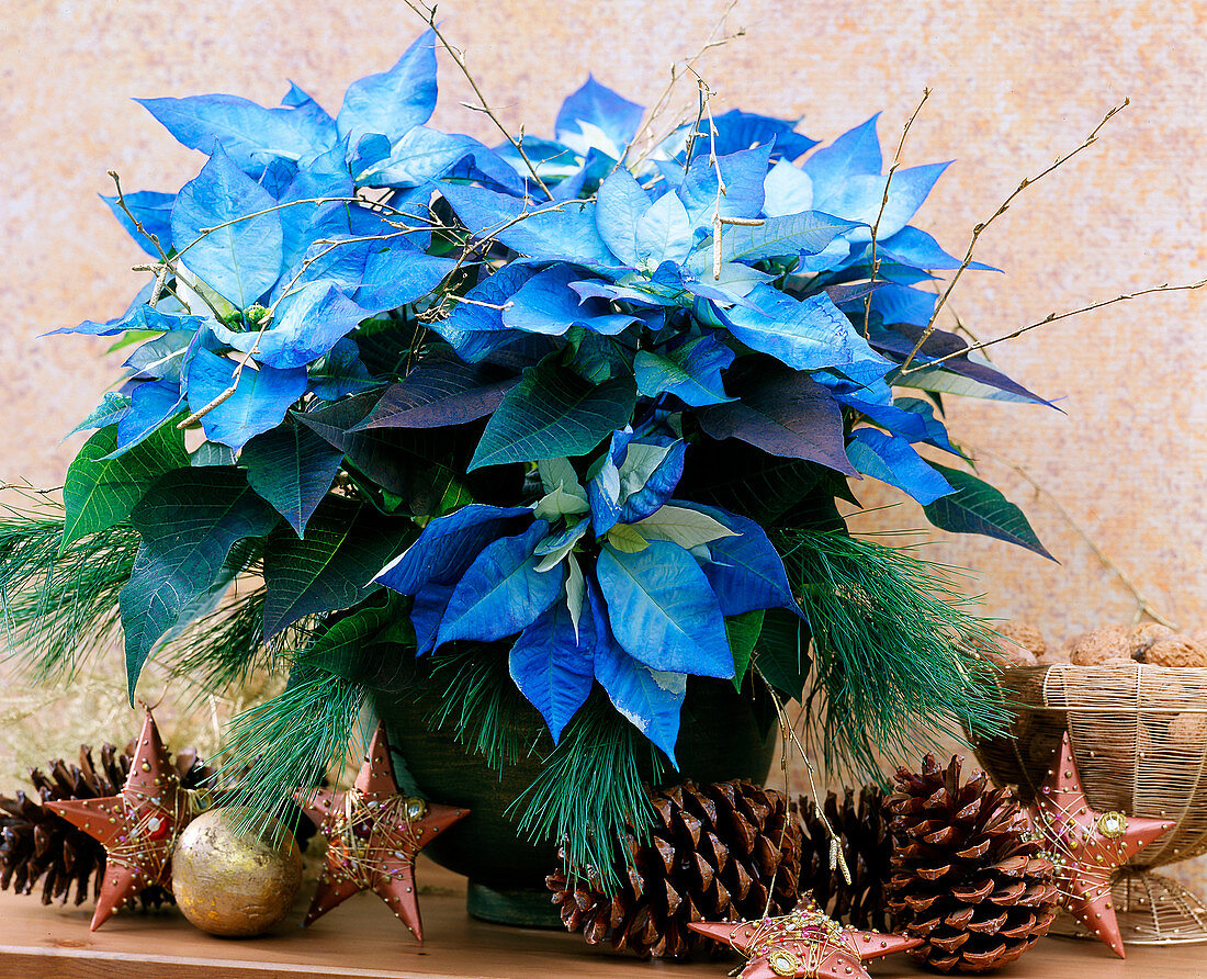 Poinsettia, coloured blue, cones, stars, baubles
