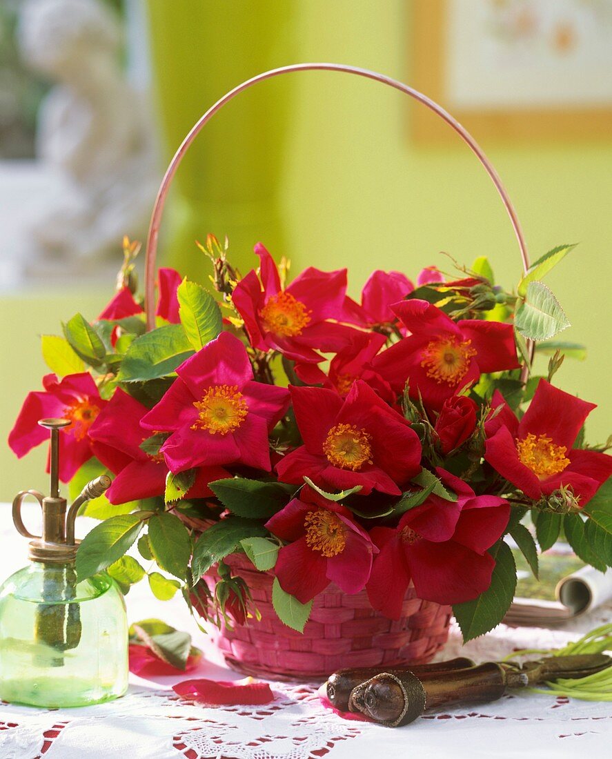 Roses in basket with handle