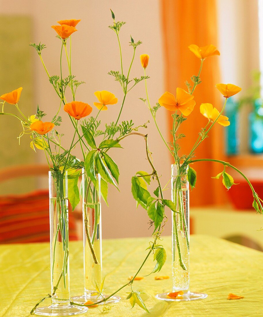 Californian poppies and Boston ivy in glass vases