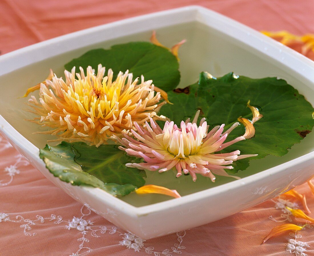 Two cactus dahlias and Bergenia leaves in a bowl of water