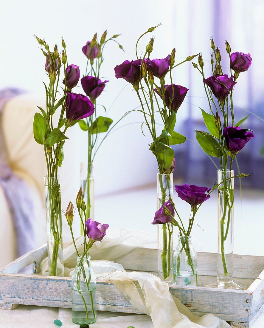Lisianthus in glass specimen vases on a tray