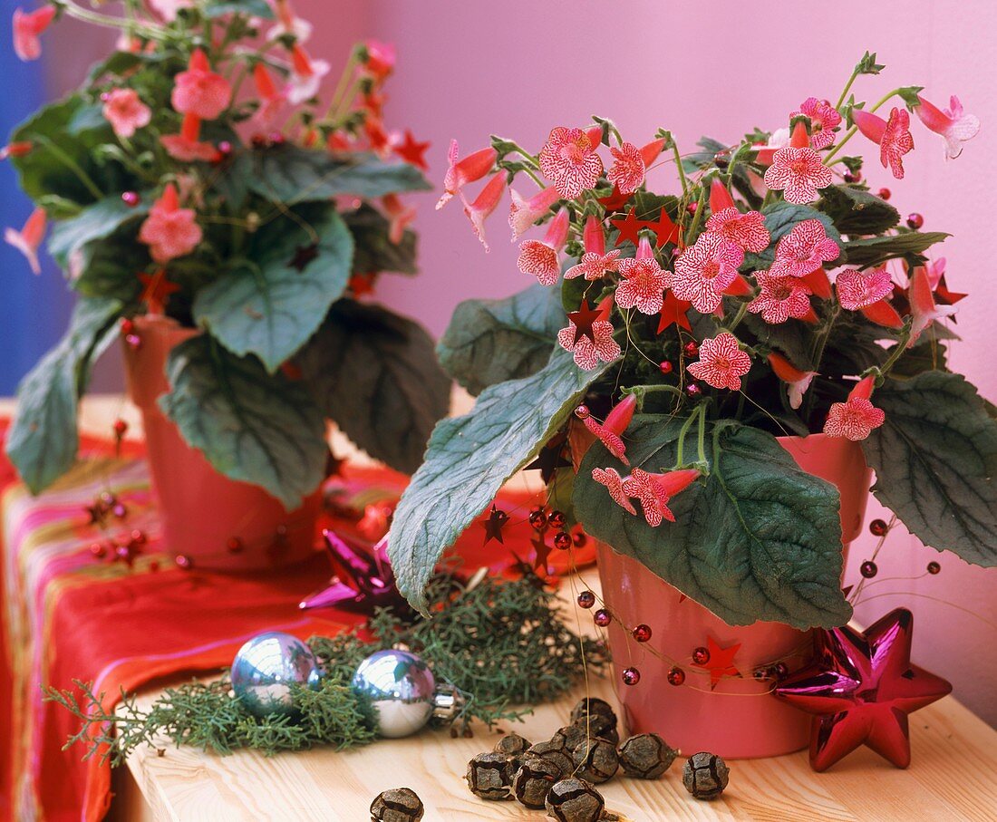 Kohlerias in pink pots, tree ornaments