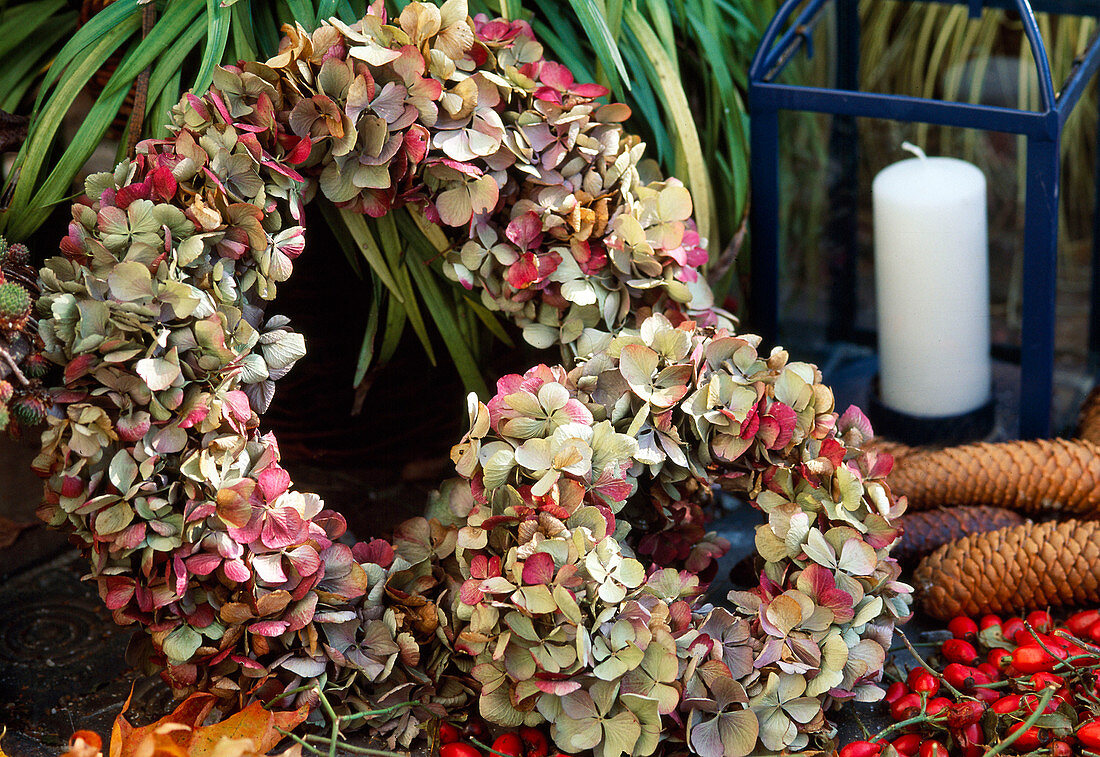 Wreaths of dried hydrangea flowers