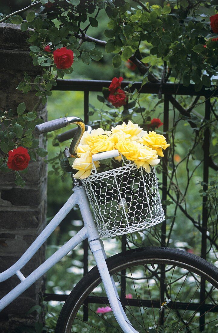 Yellow roses in bicycle basket, red climbing roses behind