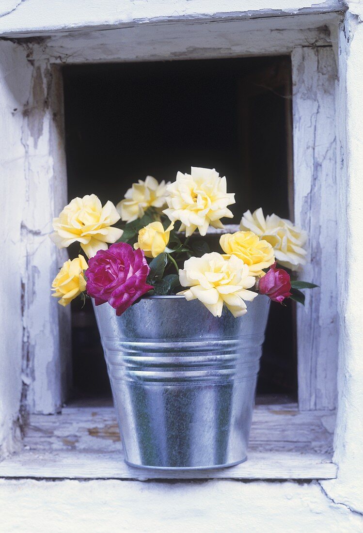 Roses in a bucket