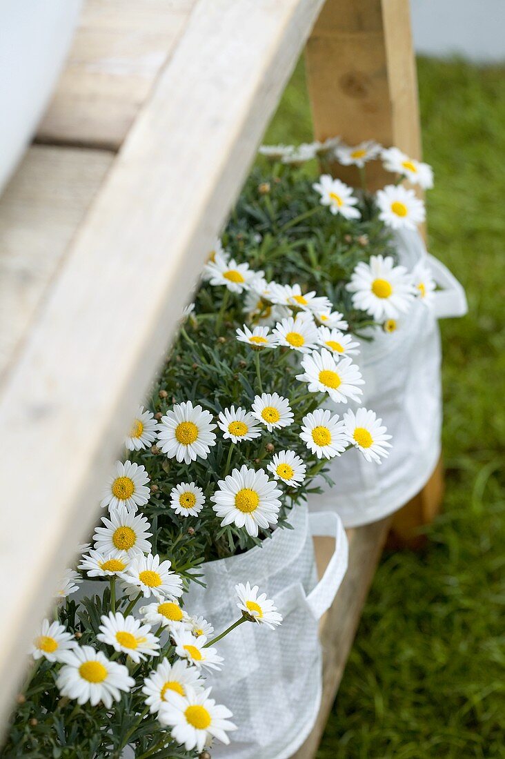 Marguerites in fabric bags on wooden shelves in garden