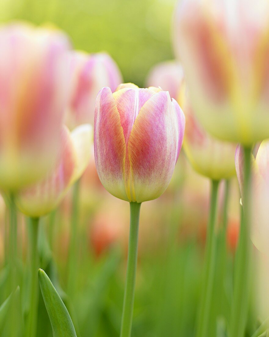 Tulips ('Wendy Love')