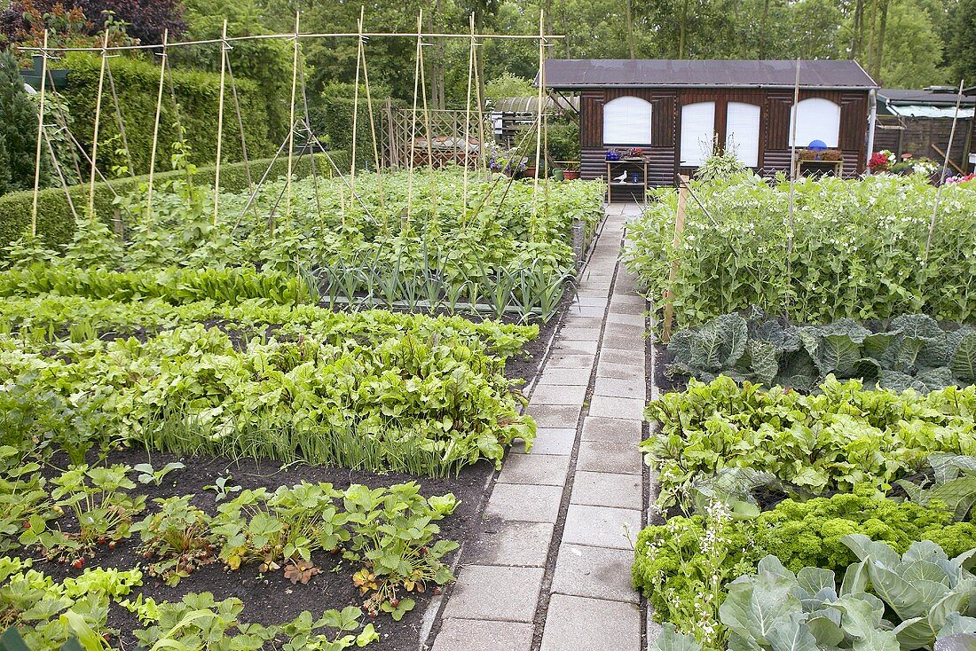 Vegetable garden with wooden summer house