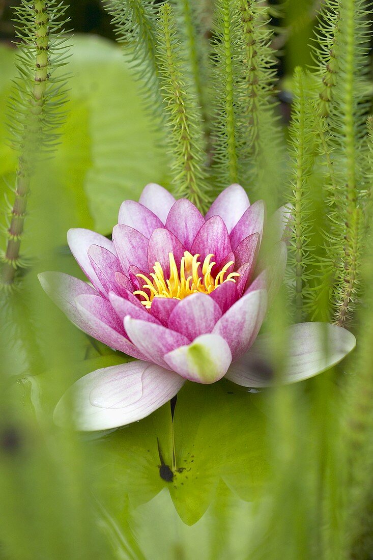 Pink water lily in garden pond