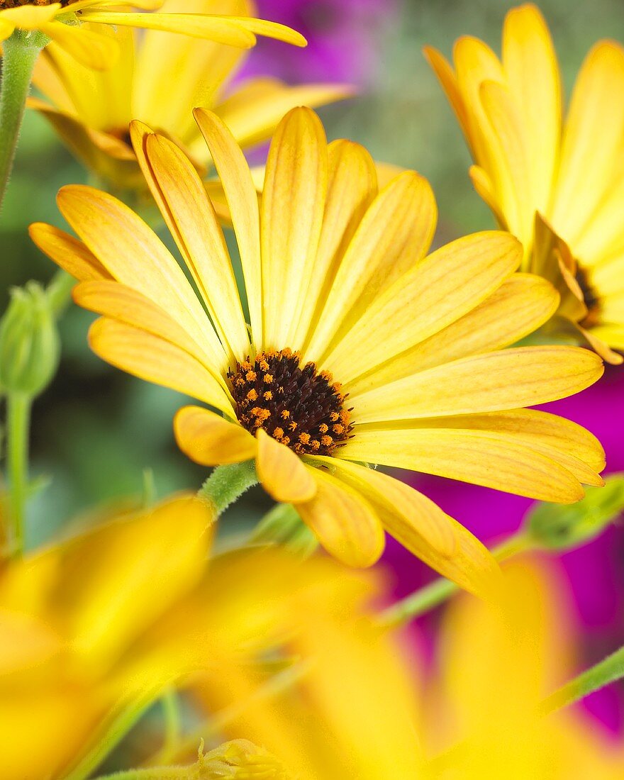 Yellow Cape daisies (close-up)