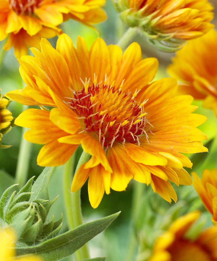 Blanket flowers (close-up)
