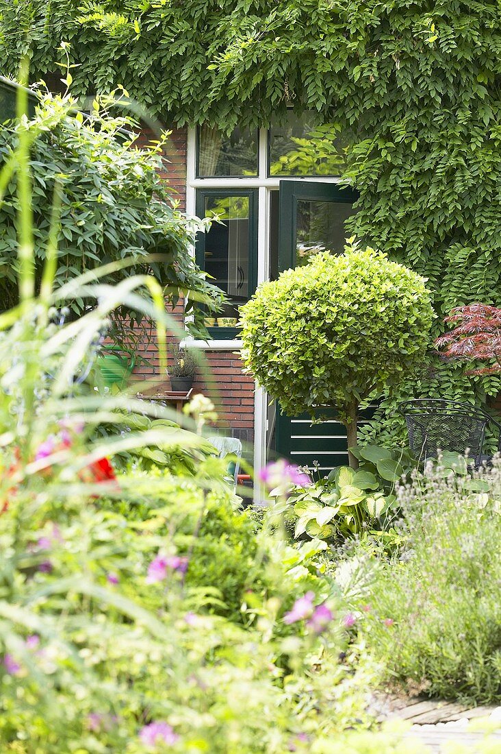 Sommerlicher Garten mit Lorbeerschneeball vor dem Haus