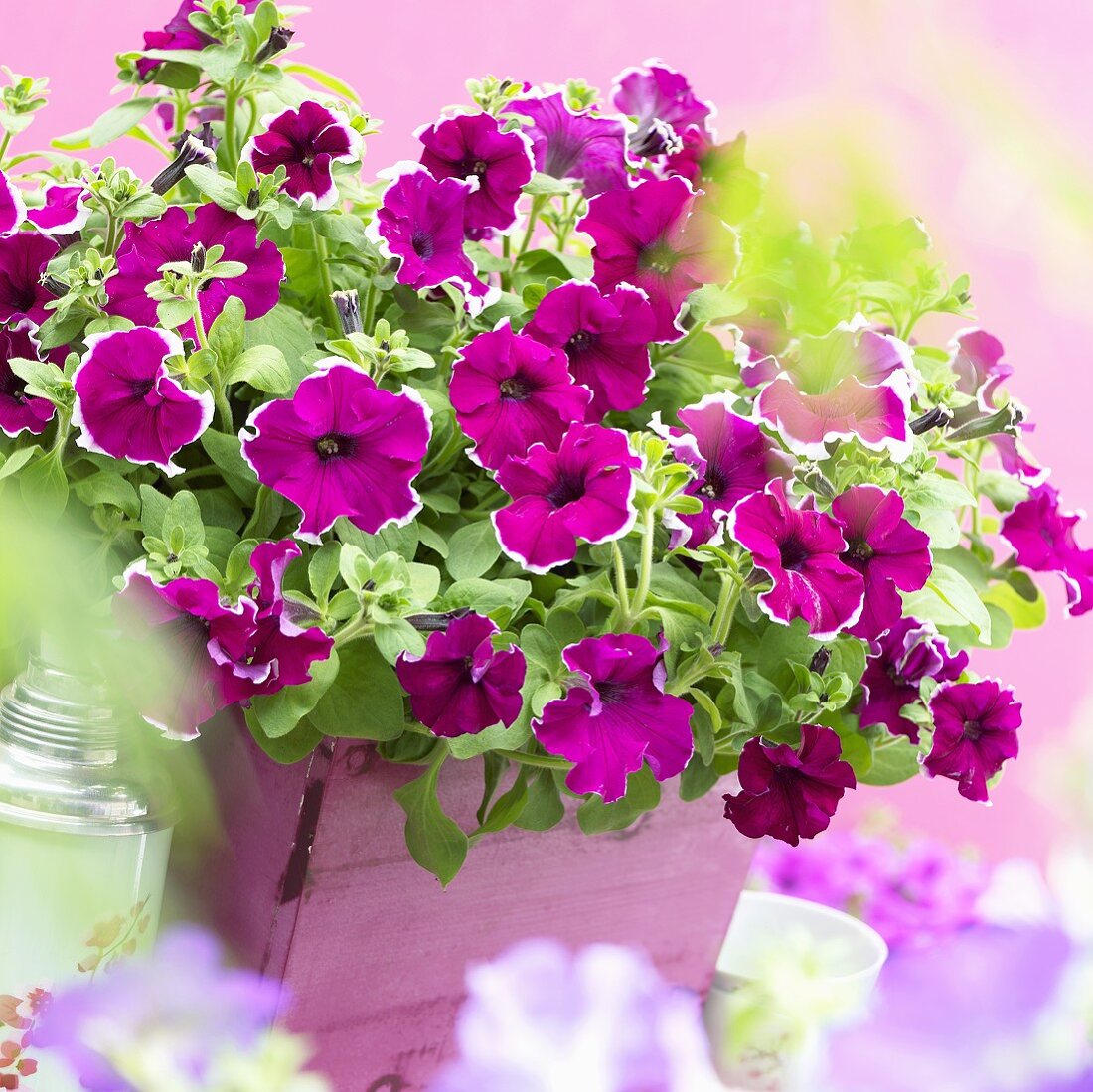 Petunien (Petunia Viva 'Purple Picotee') im rosa Pflanzkübel