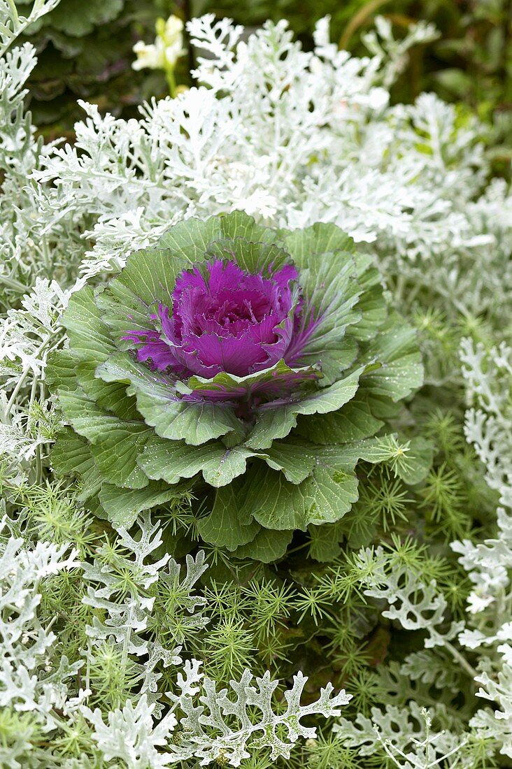 Ornamental cabbage in garden