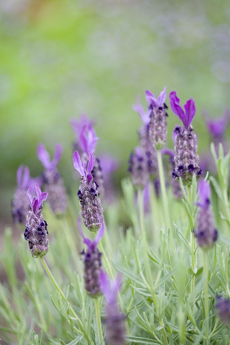 Flowering French lavender in garden