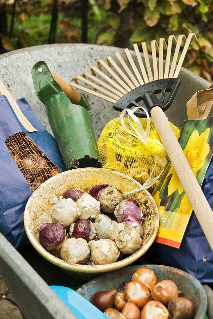 Bulbs and garden tools in wheelbarrow
