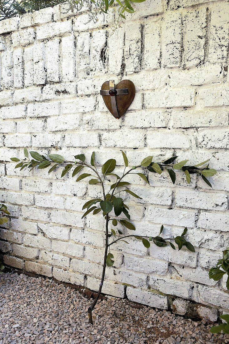 Espalier apple tree against wall