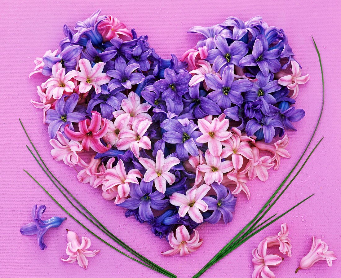 Fragrant blue and pink hyacinth flowers forming a heart