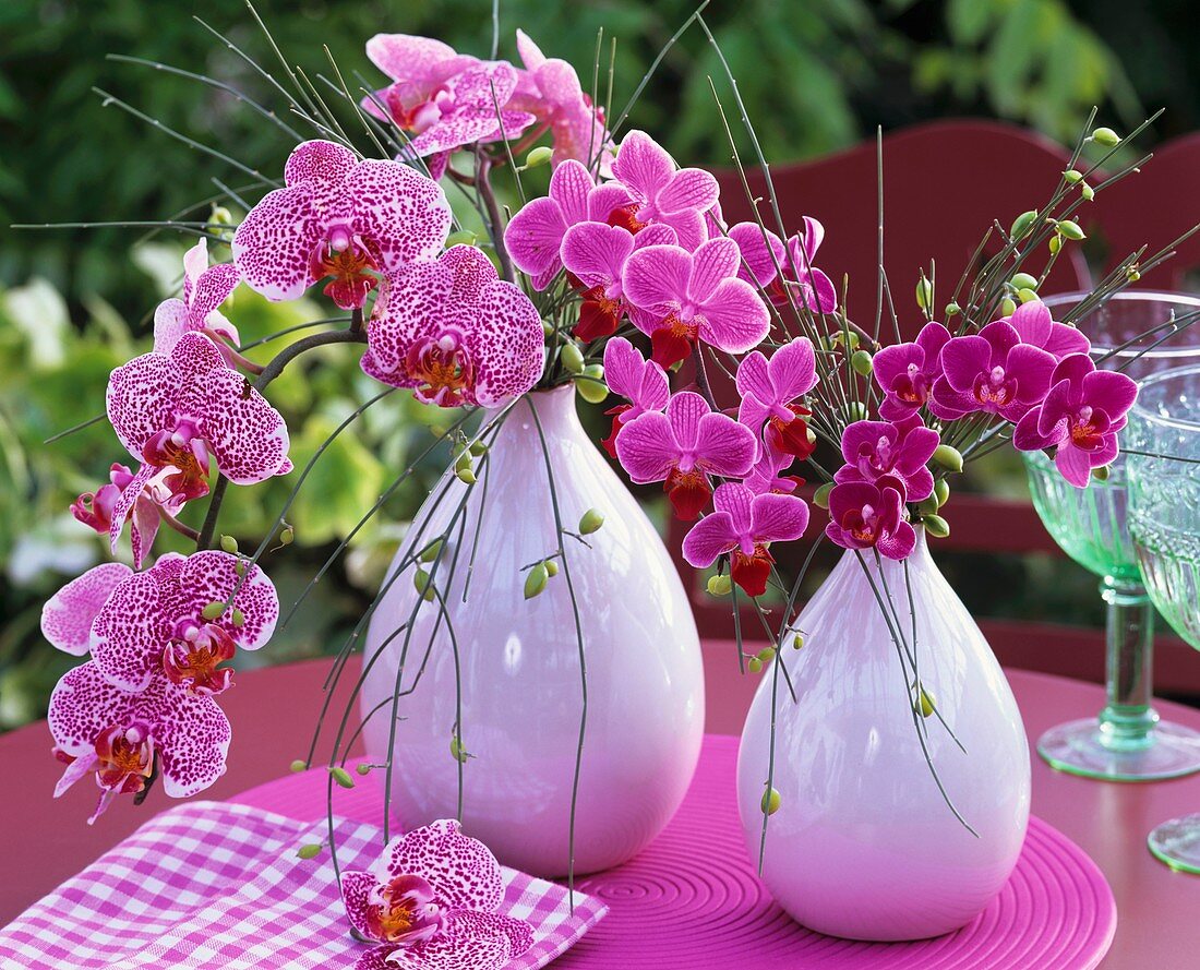 Pink orchids (Phalaenopsis) and broom in vases