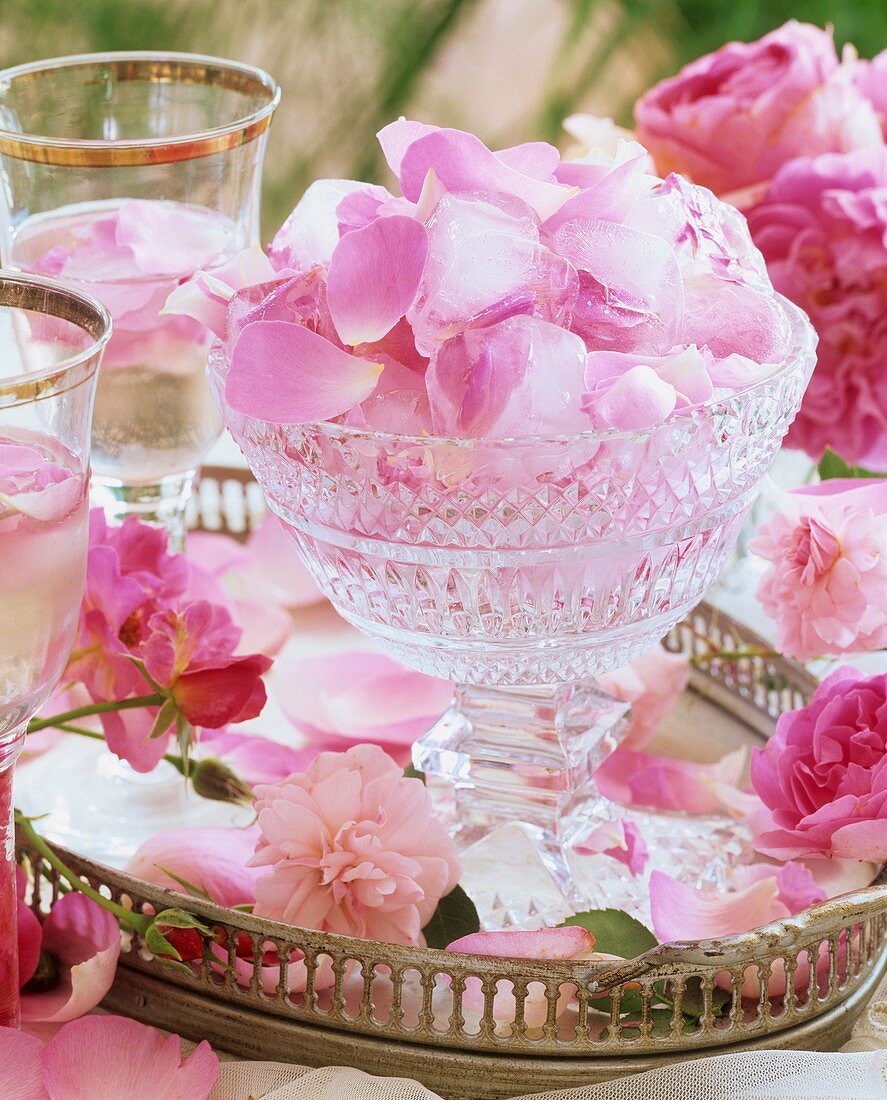 Fresh rose petals & rose petals frozen in ice cubes in bowl