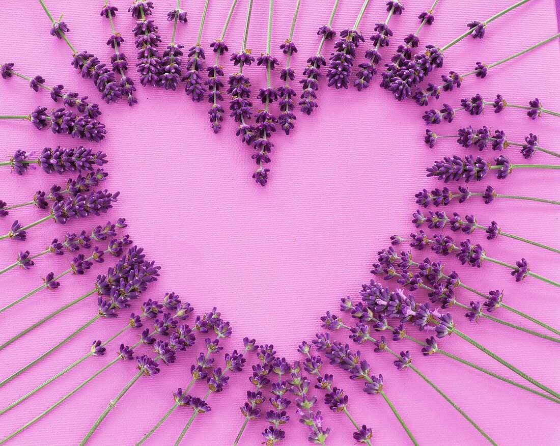 Lavender flowers forming a heart on a pink background
