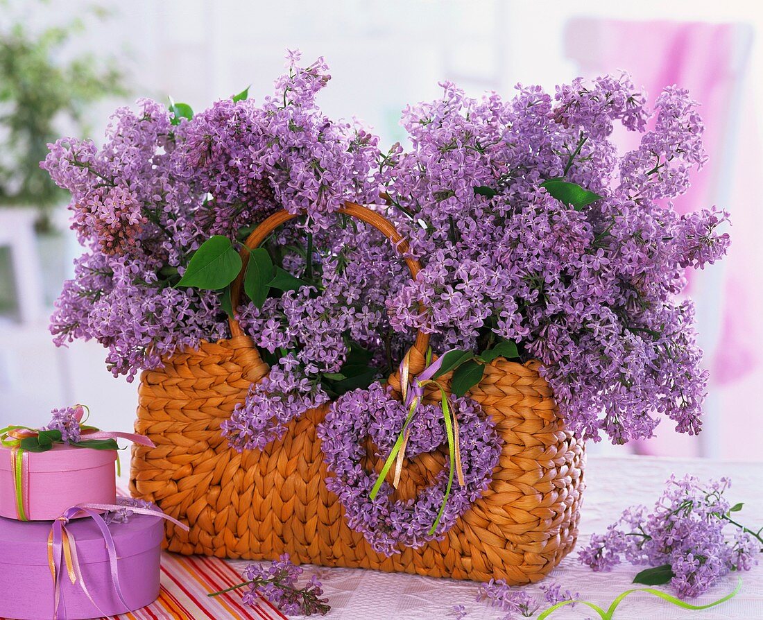 Lilac in plaited basket, gift boxes beside it
