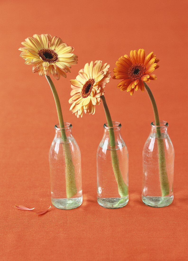 Three gerberas in small bottles