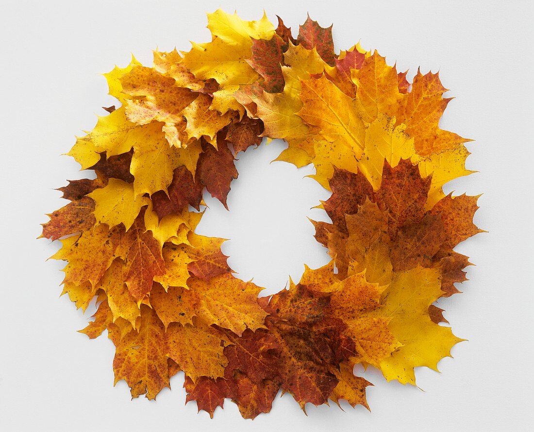 Autumnal wreath of maple leaves