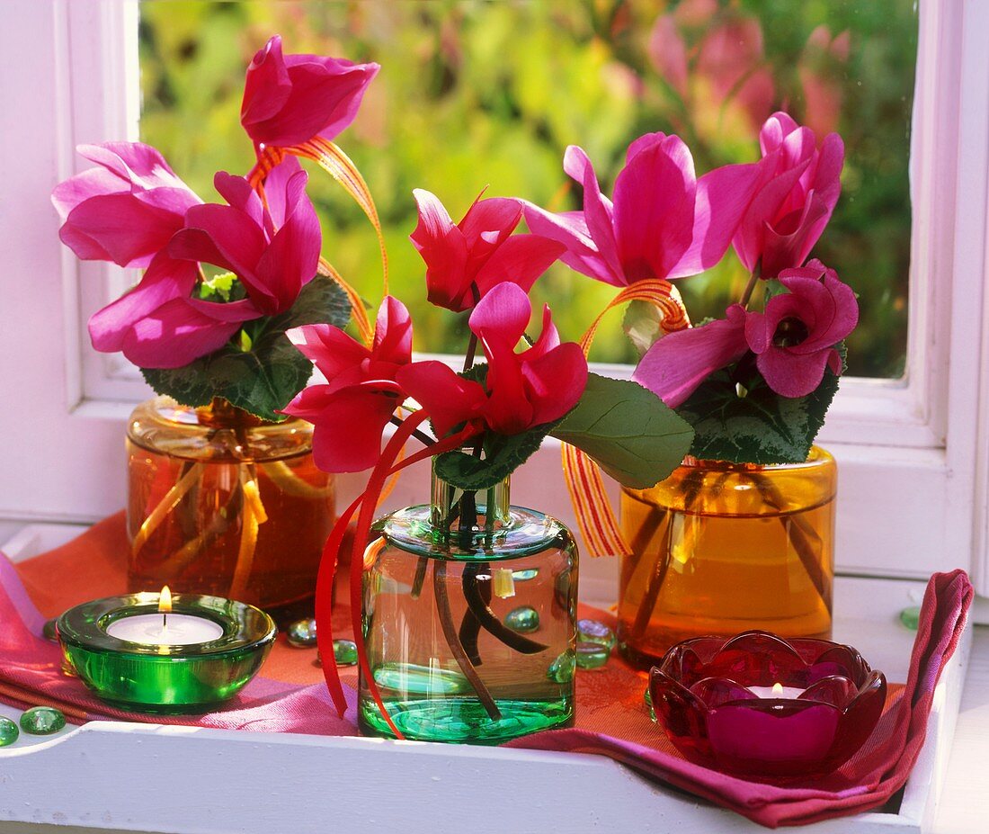 Small posies of cyclamen in glass vases by window