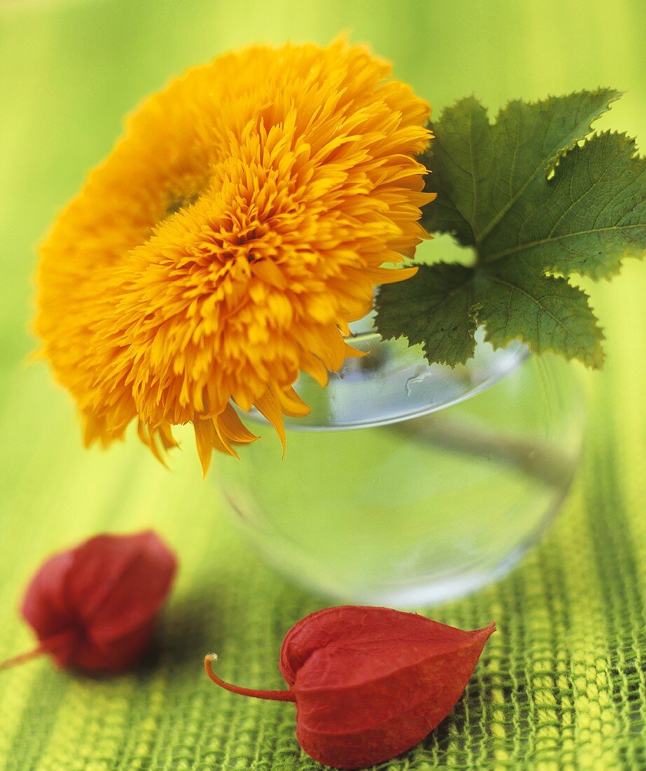 Sonnenblume (Sorte: Teddybär) in Glasvase und Lampionblumen