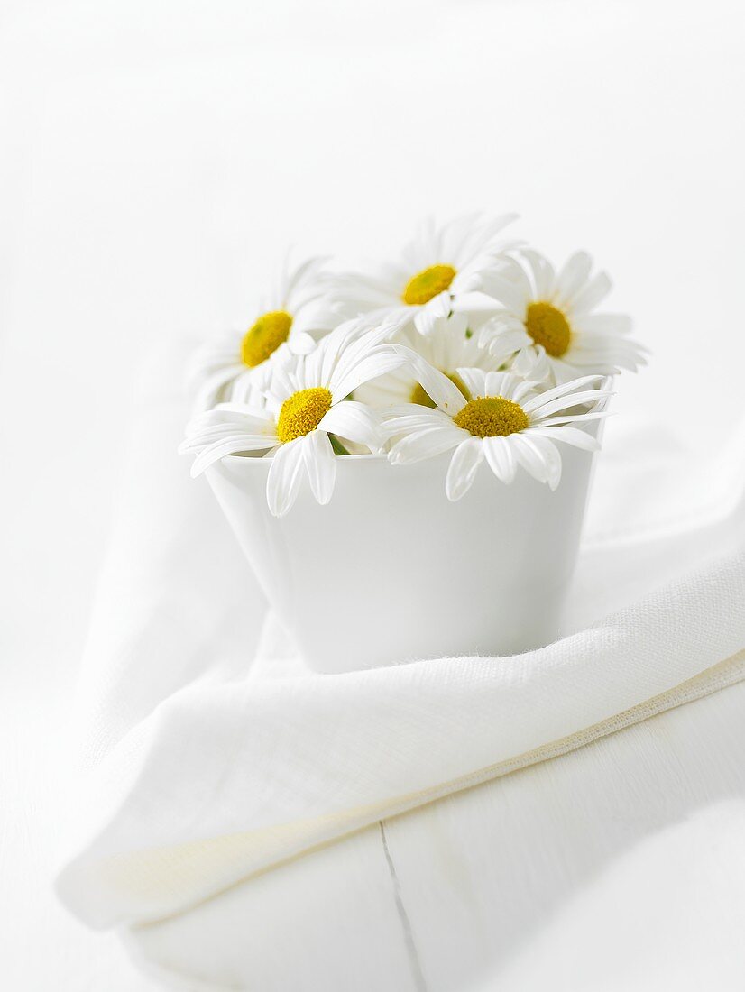 Marguerites in white pot