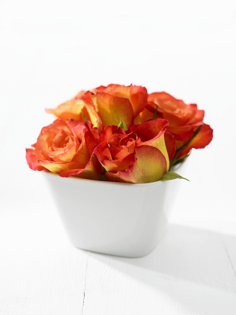 Roses in white pot