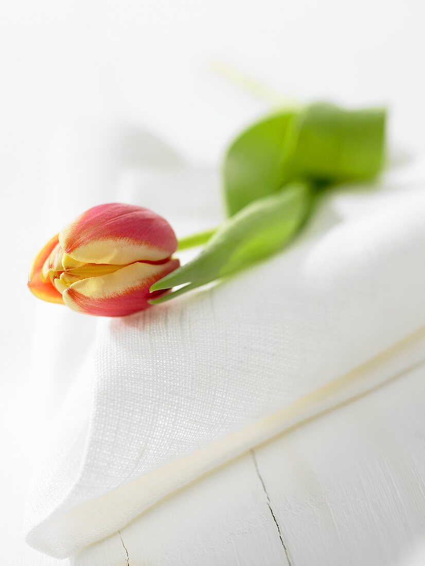 A tulip on a white napkin