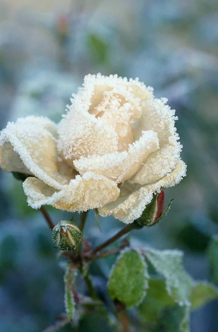 weiße Rose mit Eiskristallen