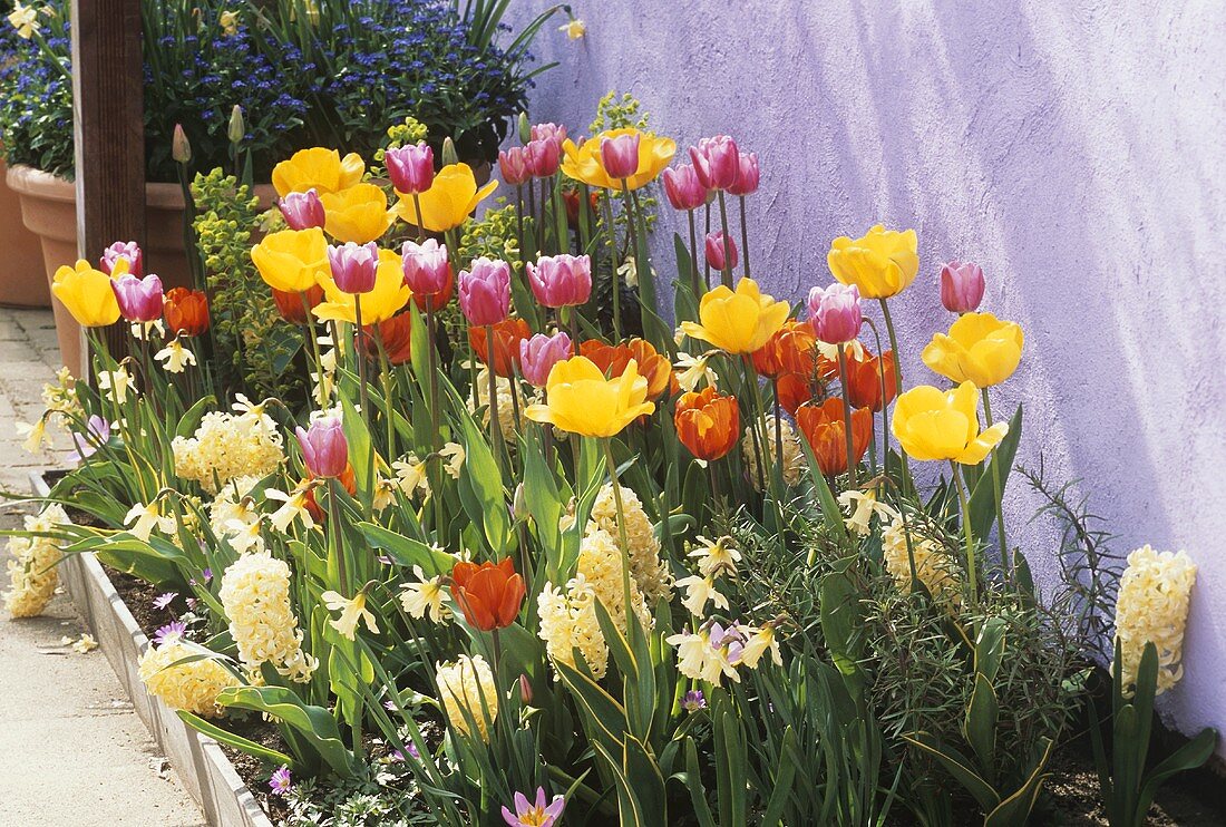 Blumenbeet mit Tulpen, Narzissen und weissen Hyazinthen