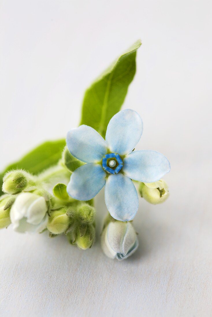 Blaue Seidenblume (Oxypetalum caeruleum)
